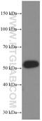 Growth Differentiation Factor 10 antibody, 66371-1-Ig, Proteintech Group, Western Blot image 