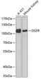 Opioid growth factor receptor antibody, 22-678, ProSci, Western Blot image 