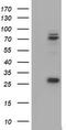 CCR4-NOT Transcription Complex Subunit 4 antibody, TA800051S, Origene, Western Blot image 