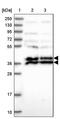 Leucine carboxyl methyltransferase 1 antibody, PA5-59622, Invitrogen Antibodies, Western Blot image 