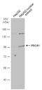 Prospero homeobox protein 1 antibody, GTX129143, GeneTex, Western Blot image 