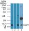 Fatty Acid Binding Protein 7 antibody, NBP2-27073, Novus Biologicals, Western Blot image 