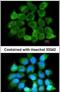 Cardiotrophin-like cytokine factor 1 antibody, PA5-29935, Invitrogen Antibodies, Immunofluorescence image 