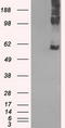 Large neutral amino acids transporter small subunit 2 antibody, LS-C114612, Lifespan Biosciences, Western Blot image 