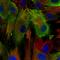 Calvasculin antibody, AMAb90599, Atlas Antibodies, Immunofluorescence image 