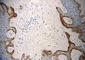 Keratin 1 antibody, 833904, BioLegend, Western Blot image 