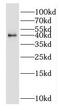 Osteopetrosis-associated transmembrane protein 1 antibody, FNab06036, FineTest, Western Blot image 
