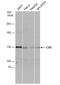 Cell Adhesion Associated, Oncogene Regulated antibody, NBP2-15849, Novus Biologicals, Western Blot image 