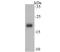 NADH dehydrogenase [ubiquinone] iron-sulfur protein 4, mitochondrial antibody, NBP2-76851, Novus Biologicals, Western Blot image 