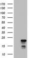 Prostaglandin E synthase 3 antibody, TA803441S, Origene, Western Blot image 