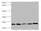 Glutathione S-transferase P 1 antibody, A56198-100, Epigentek, Western Blot image 