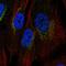 Cyclooxygenase-1 antibody, HPA002834, Atlas Antibodies, Immunofluorescence image 