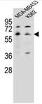 5-Hydroxytryptamine Receptor 3A antibody, AP52128PU-N, Origene, Western Blot image 