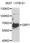 Guanylate Binding Protein 1 antibody, abx005254, Abbexa, Western Blot image 