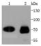 Cell Division Cycle 7 antibody, A01190-2, Boster Biological Technology, Western Blot image 