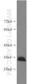 Prion Like Protein Doppel antibody, 51026-2-AP, Proteintech Group, Western Blot image 