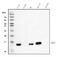 L-FABP antibody, PB9586, Boster Biological Technology, Western Blot image 
