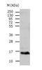 Transthyretin antibody, TA321119, Origene, Western Blot image 
