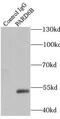 Par-6 Family Cell Polarity Regulator Beta antibody, FNab06147, FineTest, Immunoprecipitation image 
