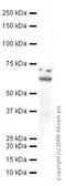Dihydropyrimidinase Like 2 antibody, ab62478, Abcam, Western Blot image 