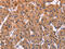 Endoplasmic reticulum resident protein 29 antibody, CSB-PA992687, Cusabio, Immunohistochemistry frozen image 
