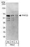 PHD Finger Protein 23 antibody, A302-320A, Bethyl Labs, Western Blot image 