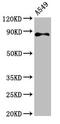 Relaxin Family Peptide Receptor 2 antibody, CSB-PA819908LA01HU, Cusabio, Western Blot image 