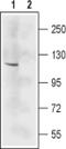 Glutamate receptor subunit epsilon-3 antibody, PA5-77423, Invitrogen Antibodies, Western Blot image 