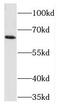 TEA domain family member 4 antibody, FNab08584, FineTest, Western Blot image 