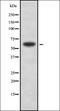 POTE Ankyrin Domain Family Member H antibody, orb378384, Biorbyt, Western Blot image 