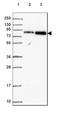 Centrosomal Protein 95 antibody, NBP2-49042, Novus Biologicals, Western Blot image 