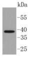 ISL LIM Homeobox 1 antibody, NBP2-67576, Novus Biologicals, Western Blot image 