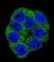 Pfk-m antibody, LS-C101265, Lifespan Biosciences, Immunofluorescence image 