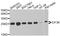 Eukaryotic translation initiation factor 3 subunit K antibody, orb374320, Biorbyt, Western Blot image 