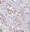 Protein FAM127A antibody, FNab02962, FineTest, Immunohistochemistry paraffin image 