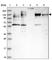 Microtubule Associated Protein 4 antibody, HPA038149, Atlas Antibodies, Western Blot image 