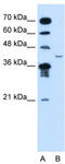 Microfibril Associated Protein 3 Like antibody, TA335492, Origene, Western Blot image 