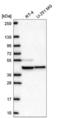 Mitochondrial Ribosomal Protein S27 antibody, NBP2-57774, Novus Biologicals, Western Blot image 