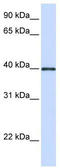 Glycoprotein 2 antibody, TA336152, Origene, Western Blot image 