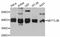 Methyltransferase Like 2B antibody, abx126150, Abbexa, Western Blot image 