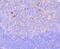 Rac Family Small GTPase 1 antibody, NBP2-67091, Novus Biologicals, Immunohistochemistry paraffin image 