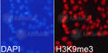 Histone Cluster 3 H3 antibody, A2360, ABclonal Technology, Immunofluorescence image 