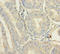 Chromosome 12 Open Reading Frame 49 antibody, A51281-100, Epigentek, Immunohistochemistry paraffin image 