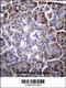 Myosin Binding Protein H Like antibody, 56-060, ProSci, Immunohistochemistry frozen image 