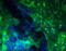 SSEA4 antibody, 41-4000, Invitrogen Antibodies, Immunofluorescence image 