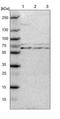 Tumor Necrosis Factor Receptor Associated Factor 3 antibody, NBP1-86639, Novus Biologicals, Western Blot image 