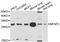 Microfibril Associated Protein 2 antibody, abx126151, Abbexa, Western Blot image 