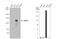 LIM And Calponin Homology Domains 1 antibody, NBP1-32614, Novus Biologicals, Western Blot image 