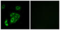 Contactin 5 antibody, abx014395, Abbexa, Western Blot image 