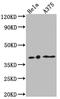 Lysophosphatidic Acid Receptor 1 antibody, CSB-RA922556A0HU, Cusabio, Western Blot image 